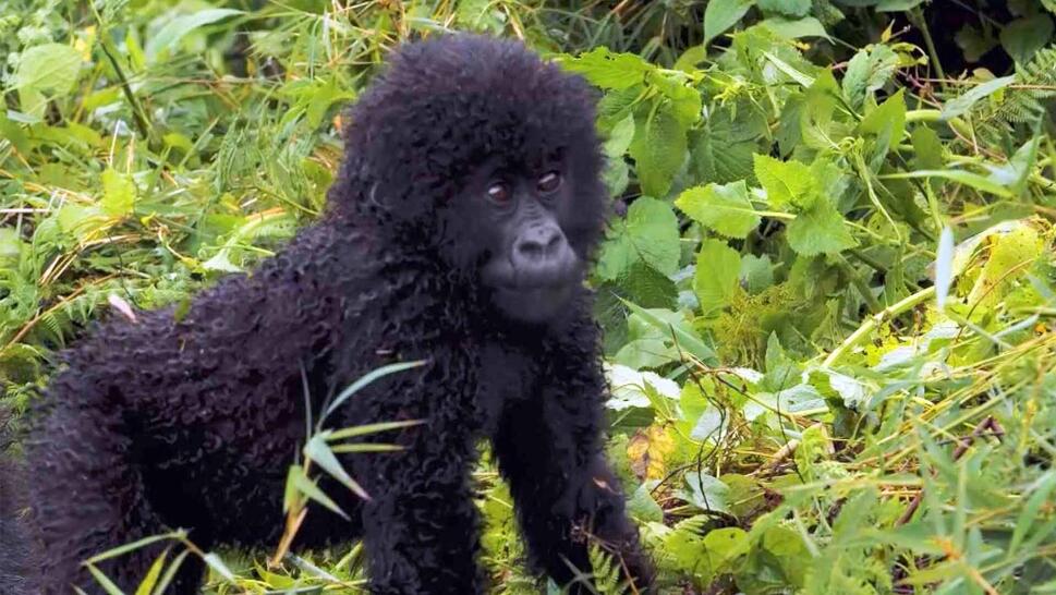 Rwanda Gorilla