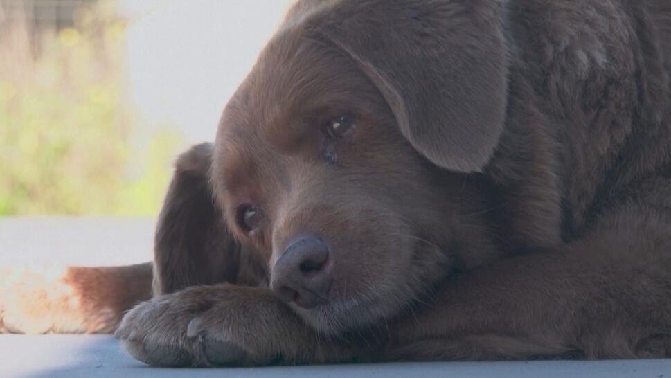 World Record Holder Bobi Loses Title of Oldest Dog Ever