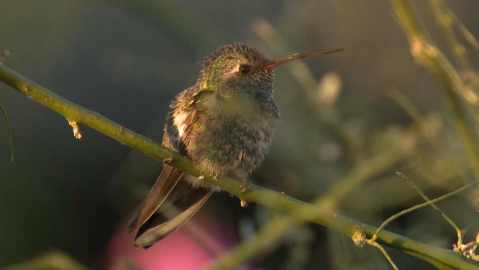 BB the Broad-Billed Hummingbird sits on branch