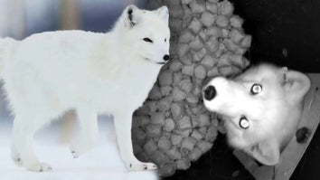 Arctic fox, Arctic fox in feeding station