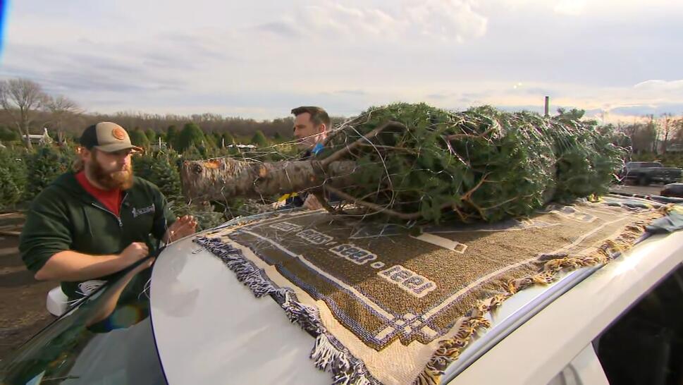 Proper Way to Tie a Christmas Tree to Your Car