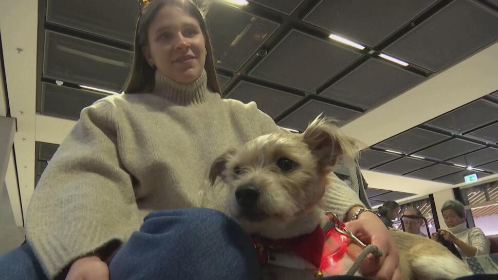 Airport Dog