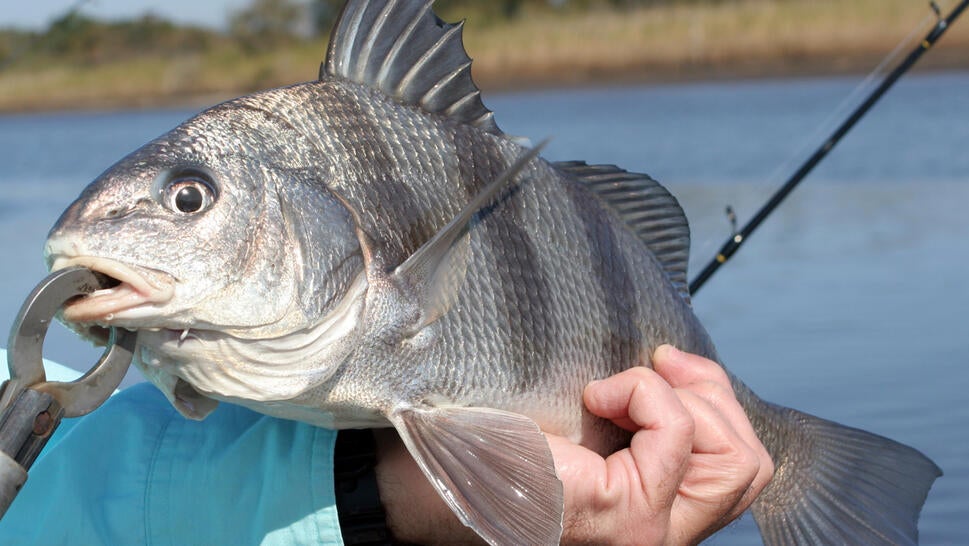 Black Drum Fish