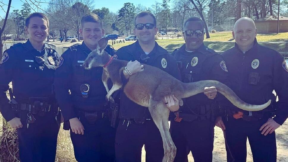 Kangaroo Loose in Park