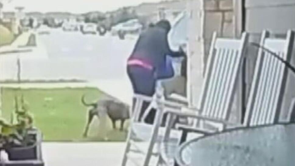 Mom standing between her 2-year-old son and a pitbull